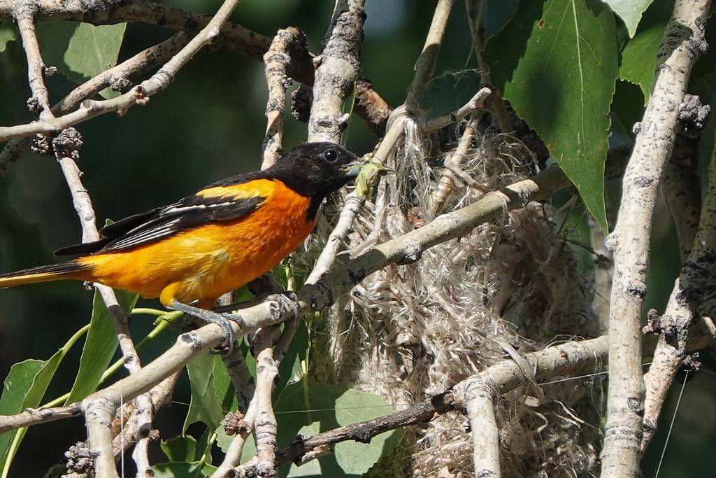 Male Baltimore Oriole with Grasshopper at the Nest by nature80020 is licensed under CC BY 2.0.